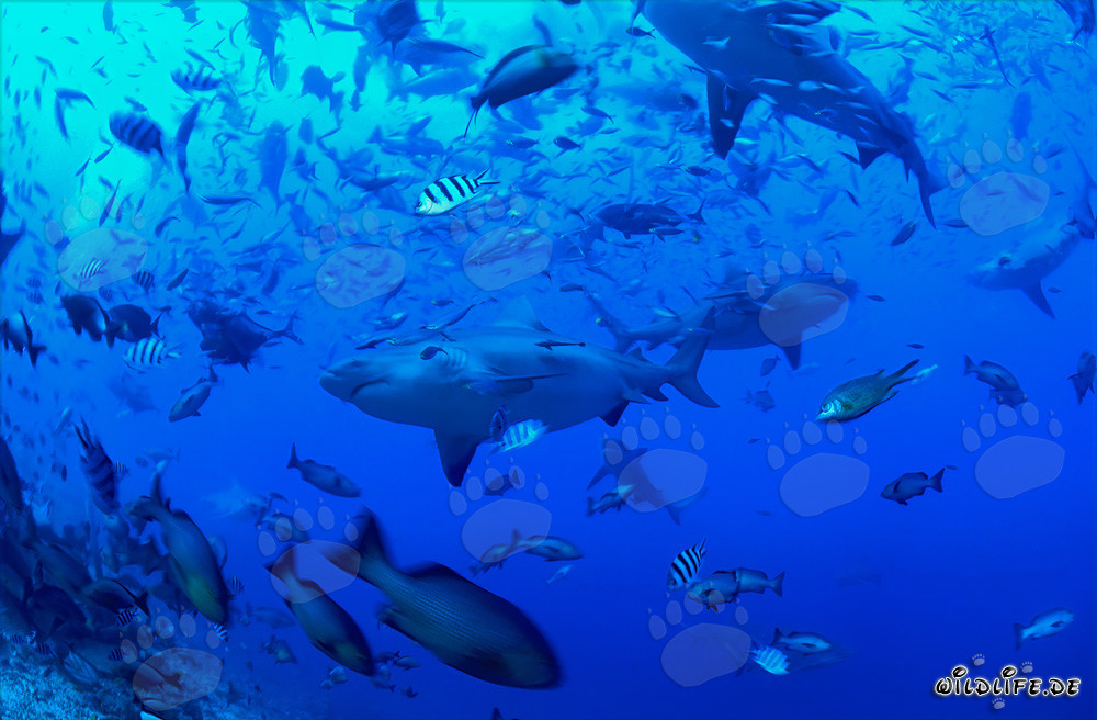 Requins taureaux dans une concentration de poissons