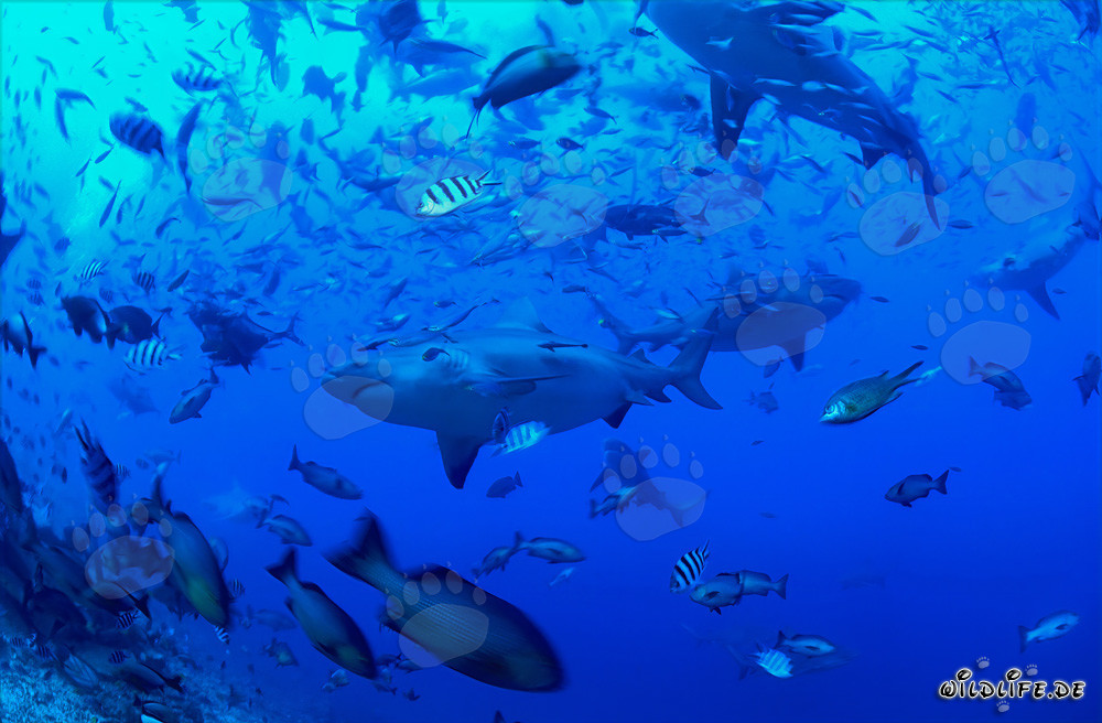 Tiburones toro en una concentración de peces