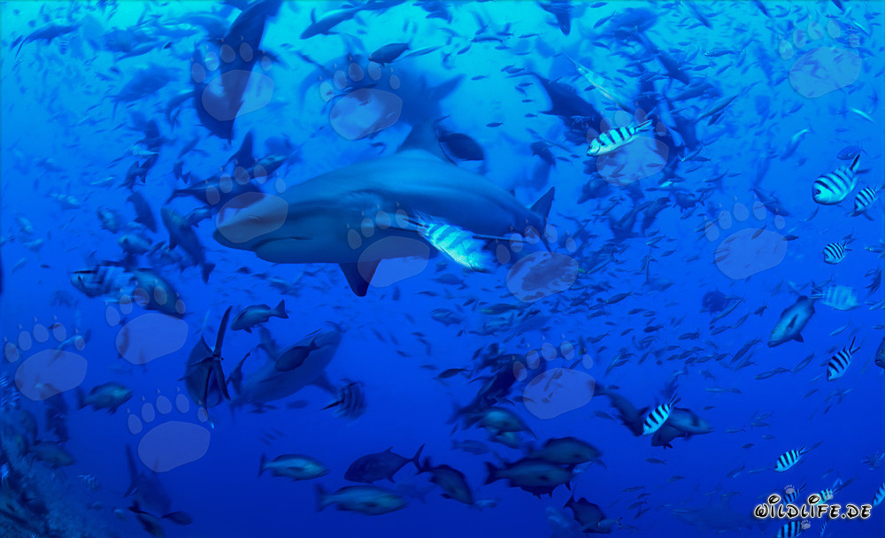Majestic bull sharks surrounded by a multitude of fish
