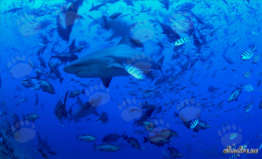 Majestätische Bullenhaie umgeben von einer Vielzahl von Fischen