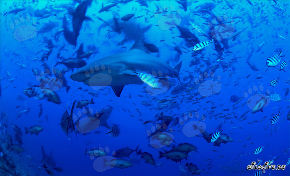 Requins taureaux majestueux entourés d'une variété de poissons