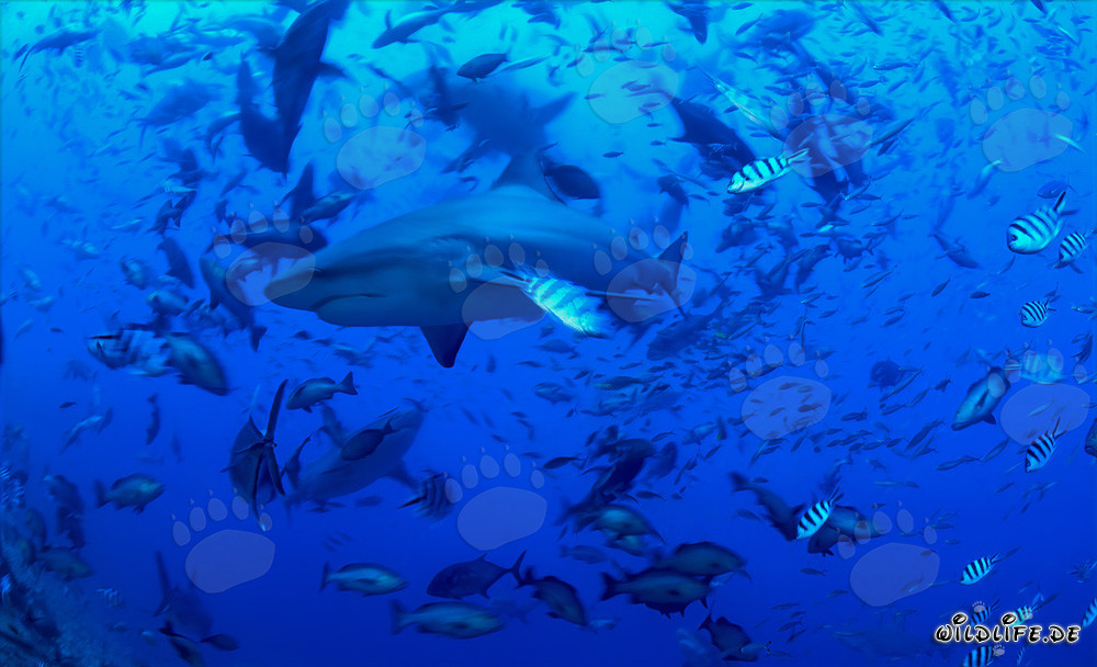 Squali toro maestosi circondati da una varietà di pesci