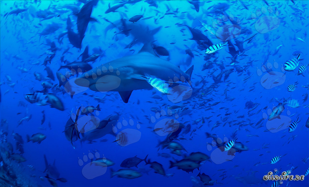 Tiburones toro majestuosos rodeados de una variedad de peces