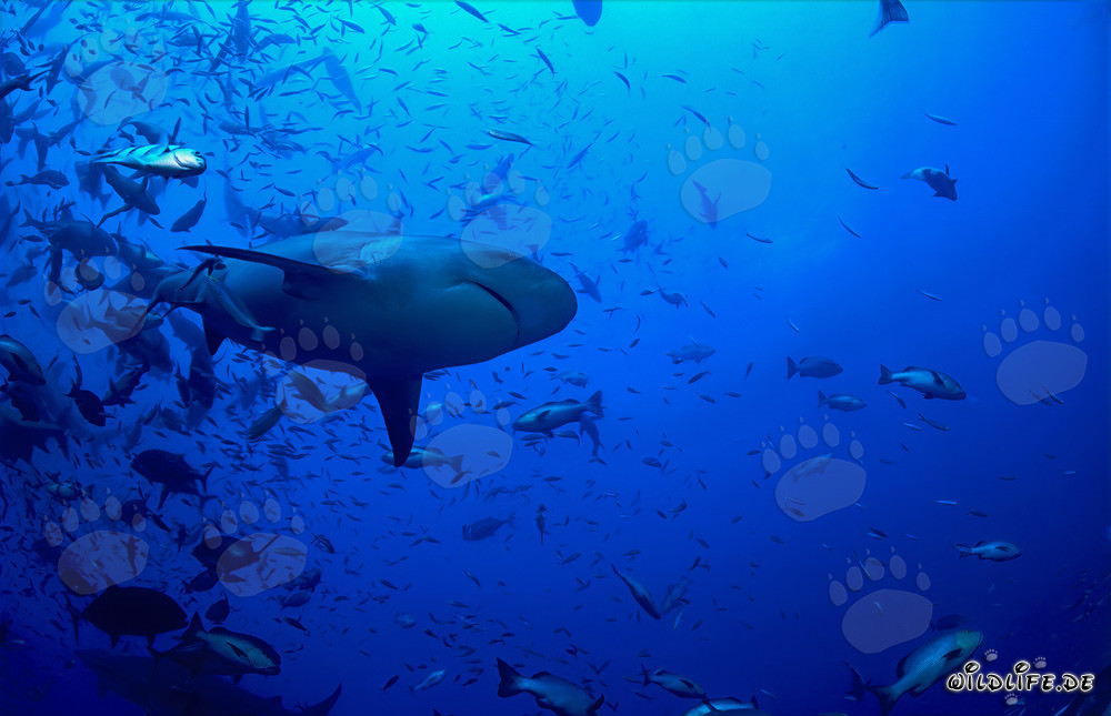 Impressionante squalo toro visto dal basso