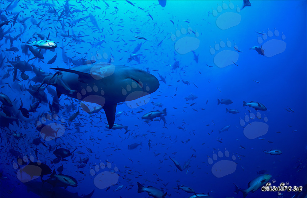 Impresionante tiburón toro visto desde abajo