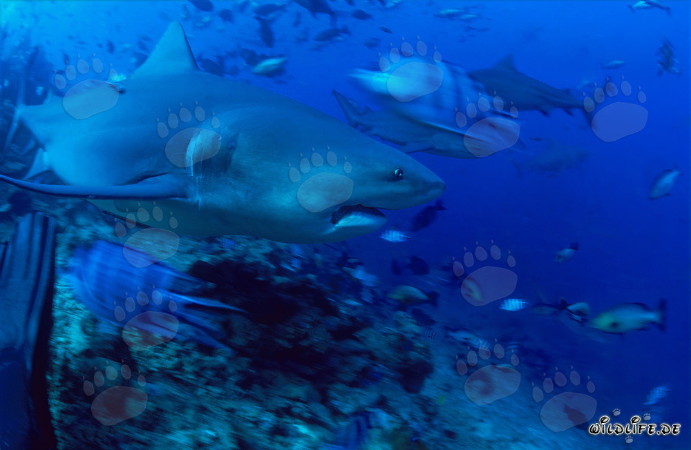 Bull shark gracefully leaves the coral reef