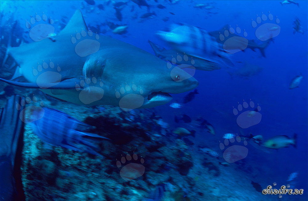 Le requin taureau s'éloigne élégamment du récif corallien
