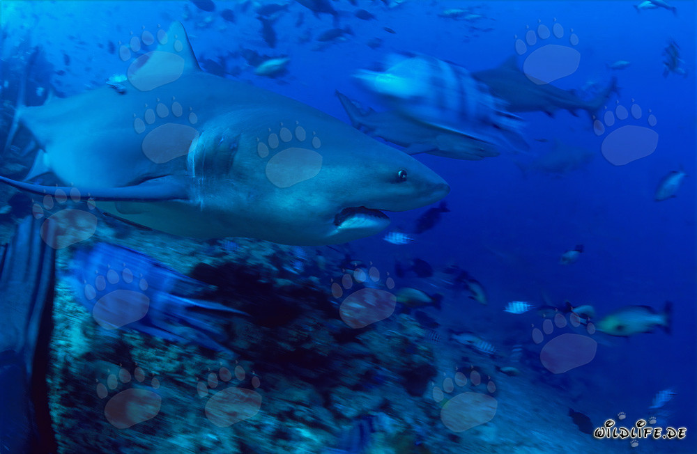 Tiburón toro se aleja elegantemente del arrecife de coral