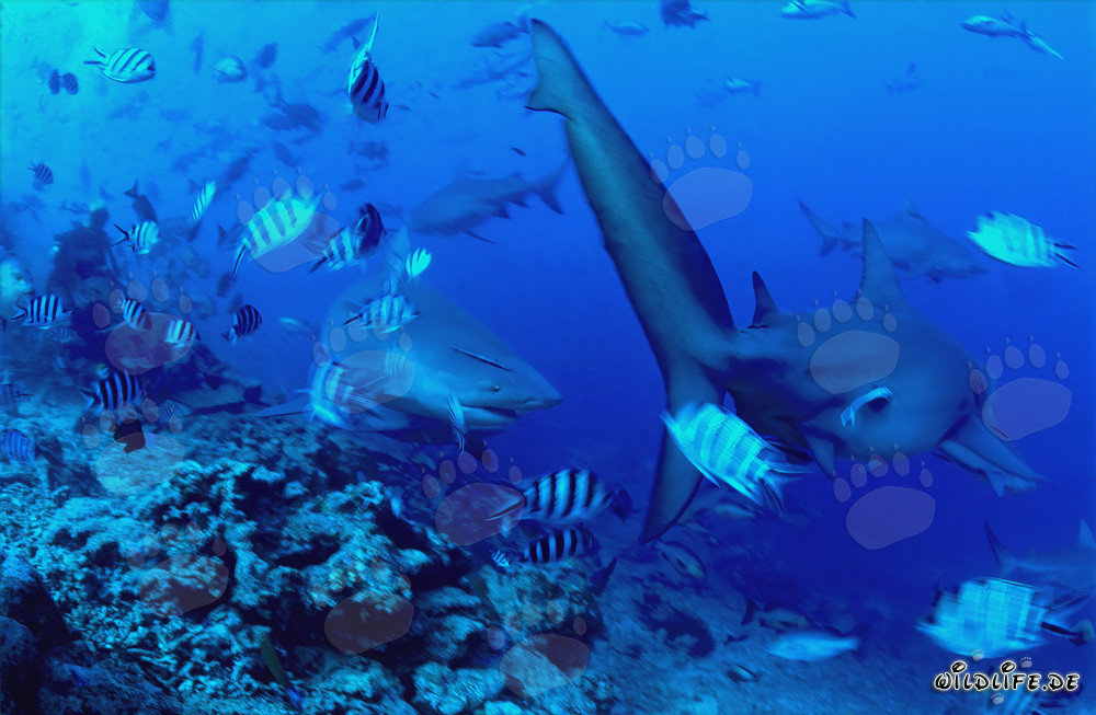 Fascinating Encounter: Bull Sharks at the Reef Edge
