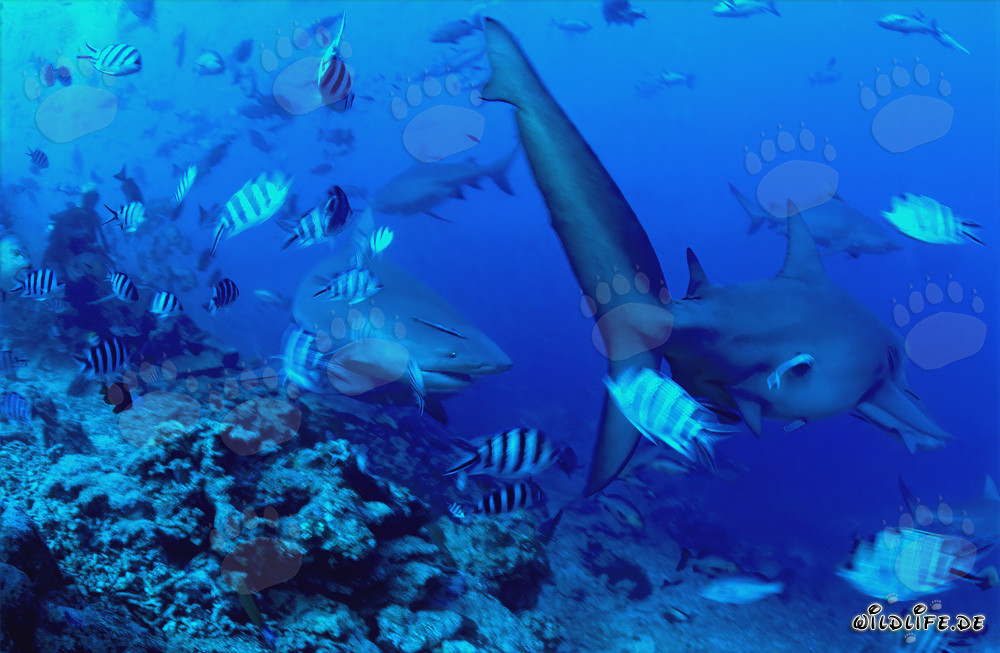 Bullenhaie (Carcharhinus leucas) schwimmen am Shark Reef in der Beqa Lagoon entlang