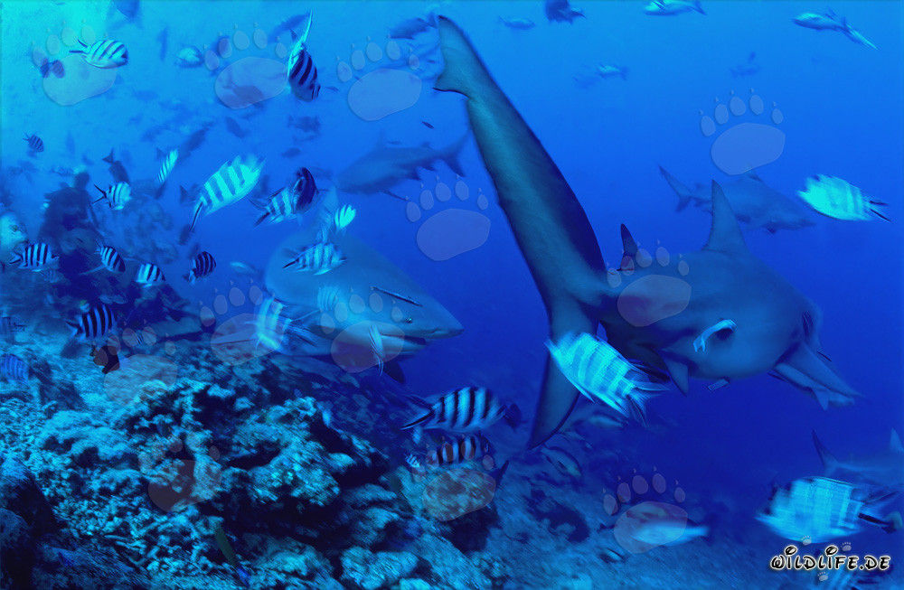 Rencontre fascinante : les requins taureaux au bord du récif