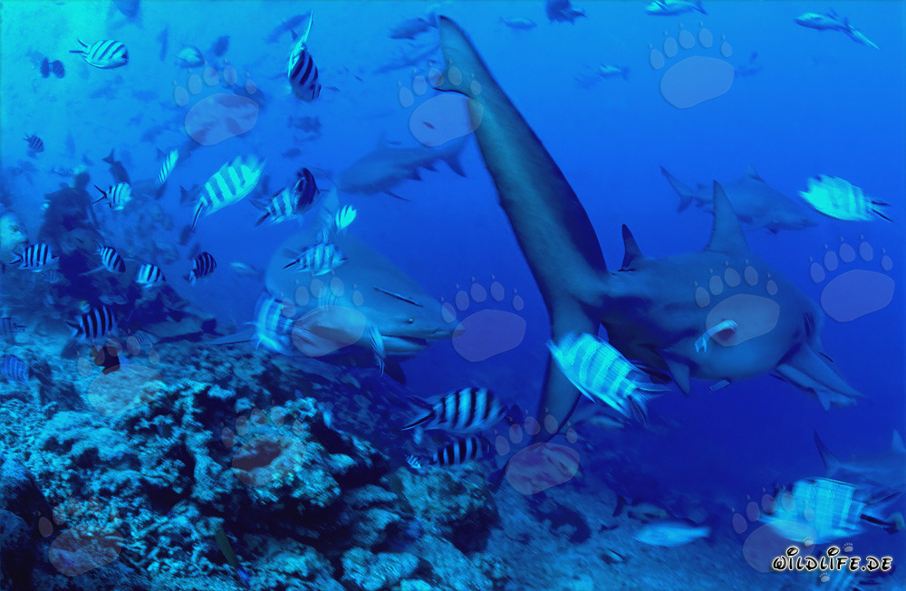 Incontro affascinante: squali tigre sul bordo della barriera corallina