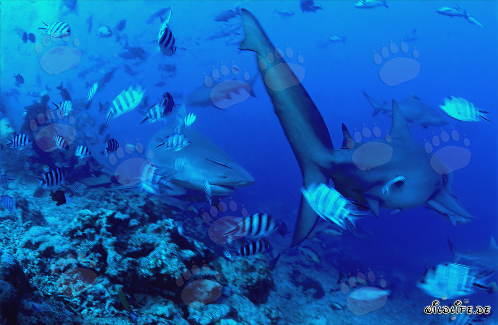 Encuentro fascinante: tiburones toro en el borde del arrecife