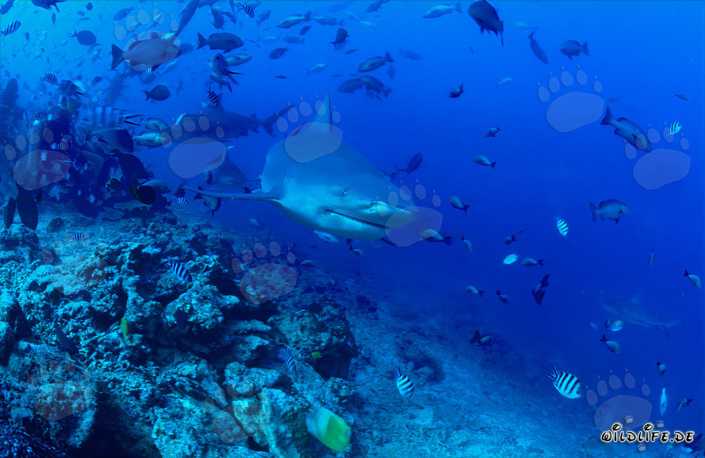 Fascinating Bull Shark Explores the Reef