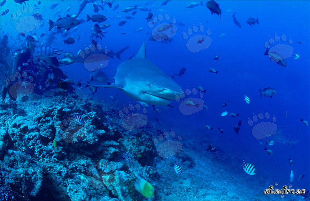 Requin taureau fascinant explore le récif