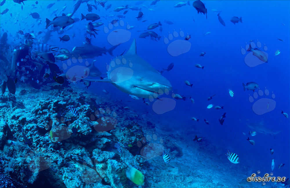 Affascinante squalo toro esplora la barriera corallina