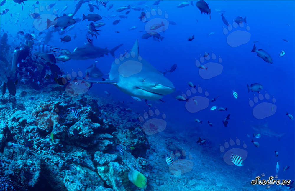Fascinante tiburón toro explora el arrecife