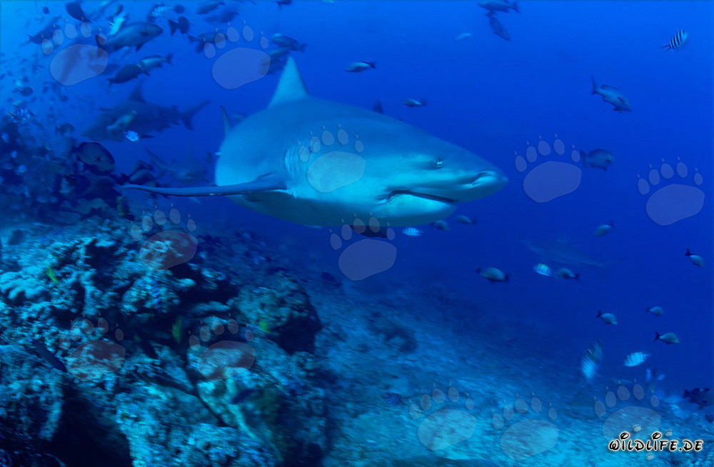 Bull shark patrols on the reef slope