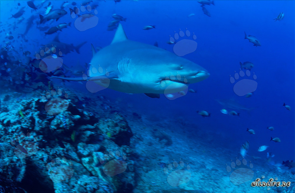 Requin taureau patrouille le récif