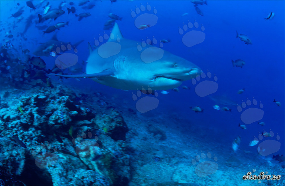 Squalo toro pattuglia il pendio della barriera corallina