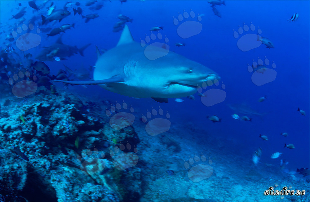 Tiburón toro patrulla el arrecife