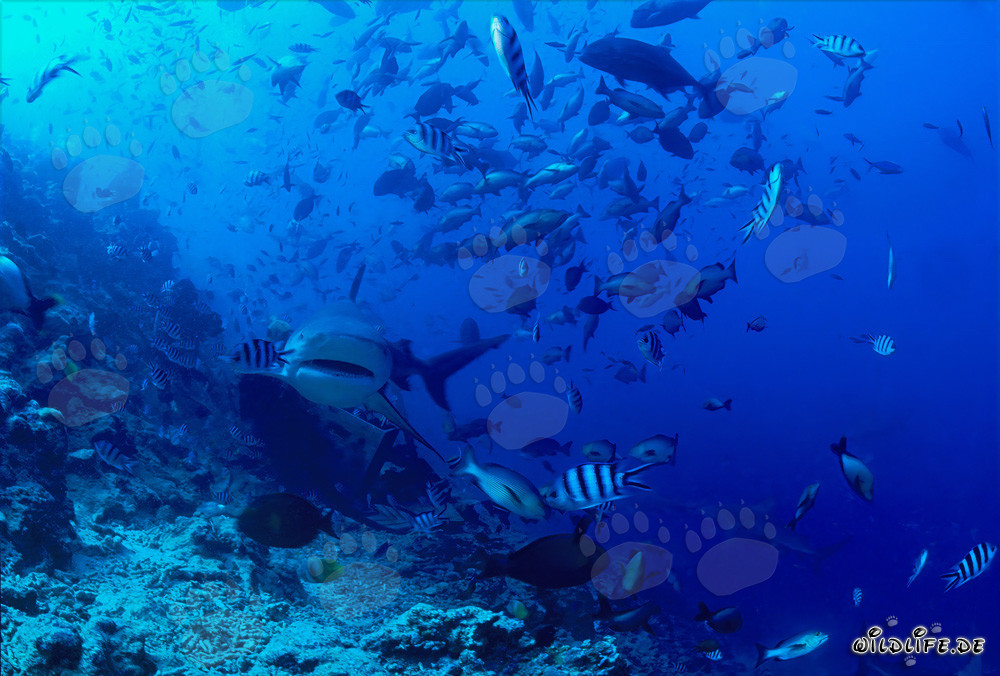 Requin taureau imposant s'approche frontalement