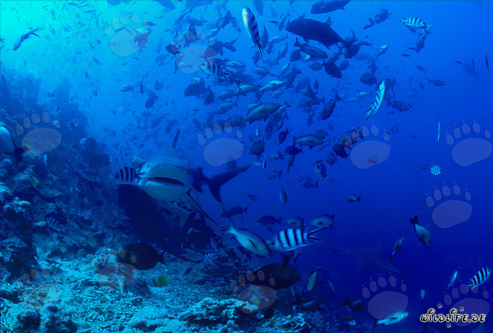 Impresionante tiburón toro se acerca frontalmente