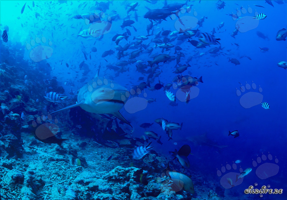Majestic bull shark in the stunning coral reef of Beqa Lagoon, Fiji