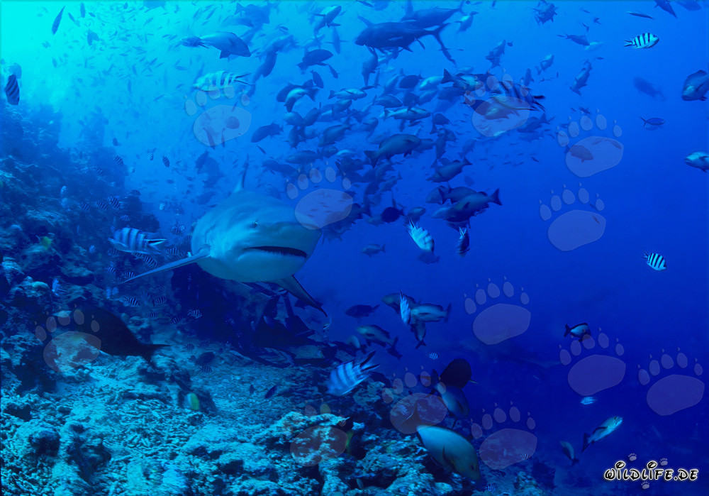 Majestätischer Bullenhai im atemberaubenden Korallenriff von Beqa Lagoon, Fiji