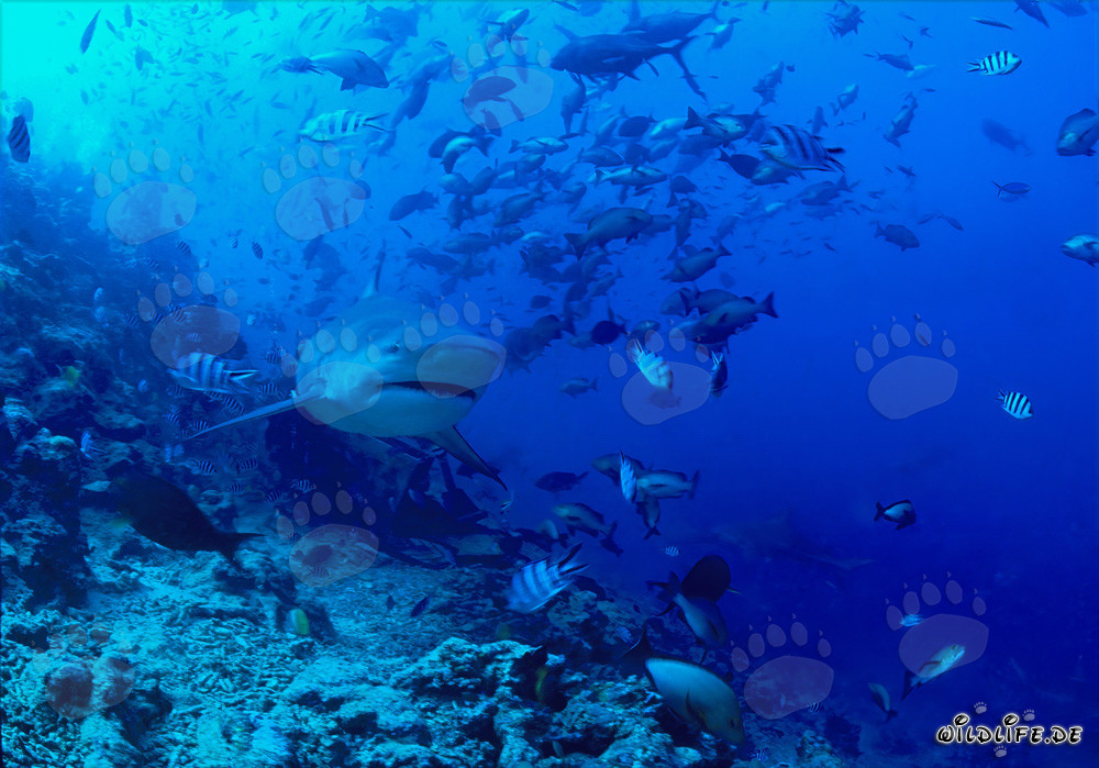 Requin-baleine majestueux dans le magnifique récif corallien de Beqa Lagoon, Fidji