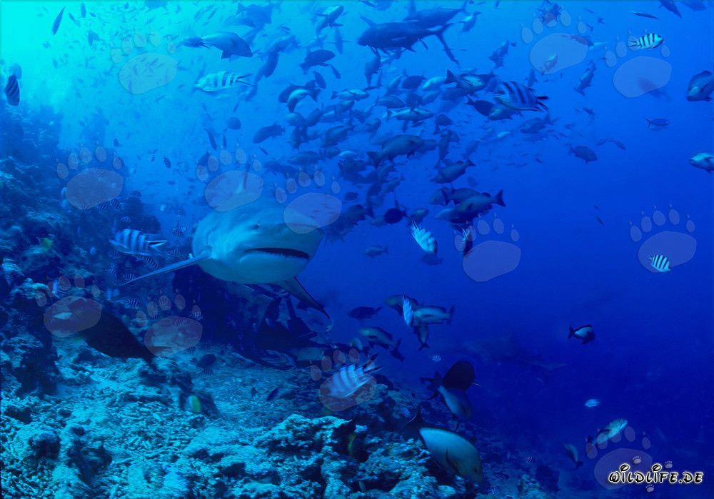 Squalo toro maestoso nell'incantevole barriera corallina di Beqa Lagoon, Figi