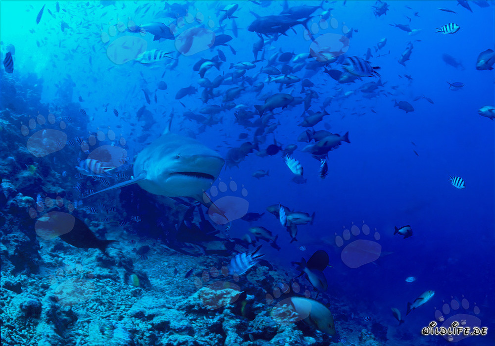 Tiburón toro majestuoso en el impresionante arrecife de coral de Beqa Lagoon, Fiji