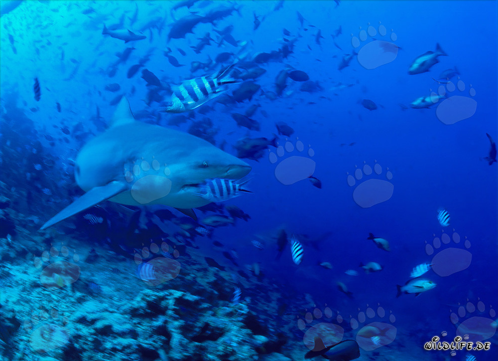 Fascinating Bull Shark leaves the coral reef