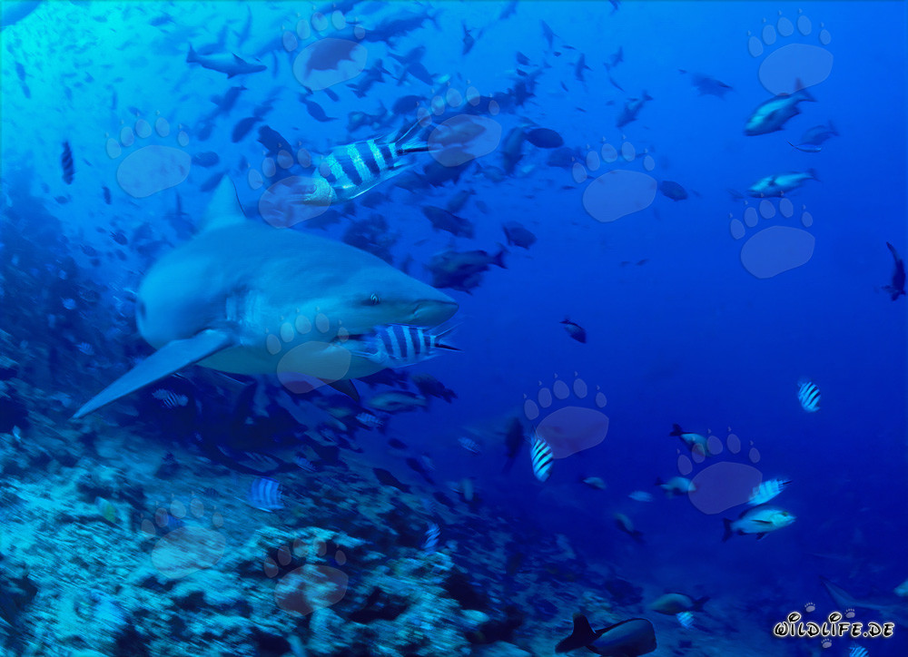 Requin taureau fascinant quitte le récif corallien
