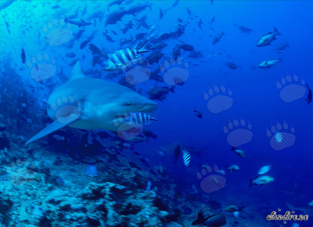 Affascinante squalo toro lascia la barriera corallina