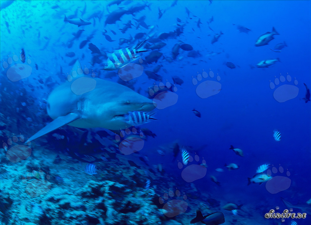 Fascinante tiburón toro abandona el arrecife de coral