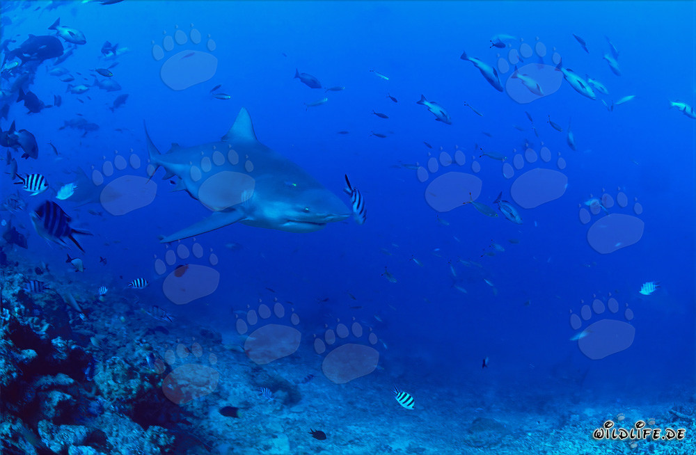 Bull shark patrols at the reef edge