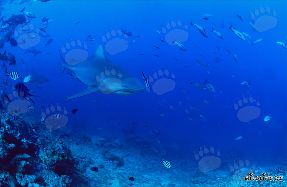 Le requin taureau patrouille près de la barrière de corail