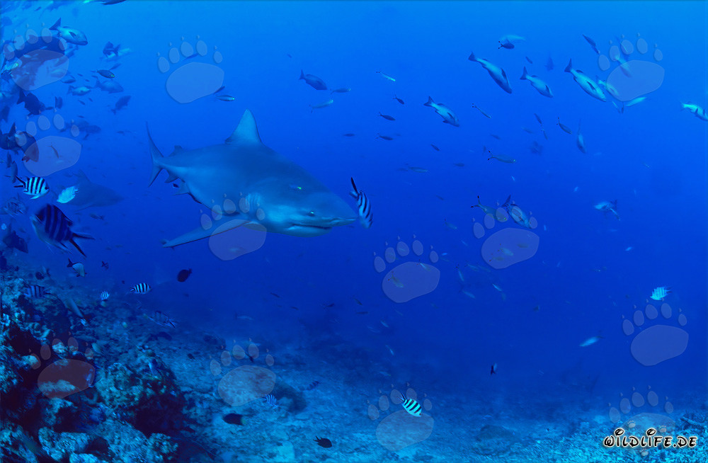 Lo squalo toro pattuglia vicino alla scogliera di corallo