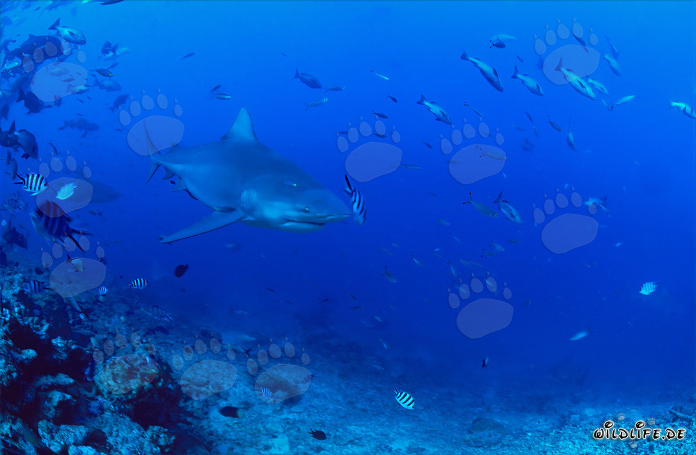 Tiburón toro patrulla cerca del arrecife de coral