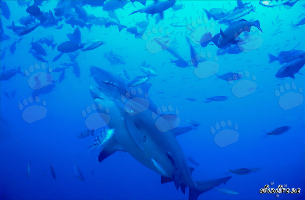 Two Majestic Bull Sharks in Beqa Lagoon, Fiji