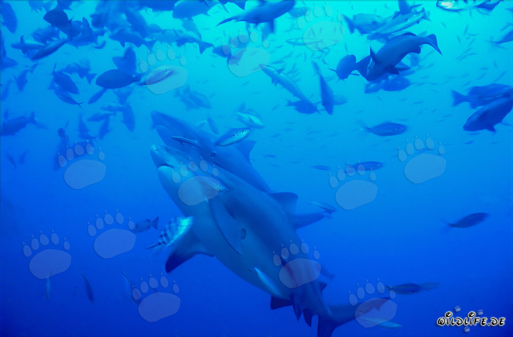 Deux majestueux requins taureaux dans le lagon de Beqa, Fidji