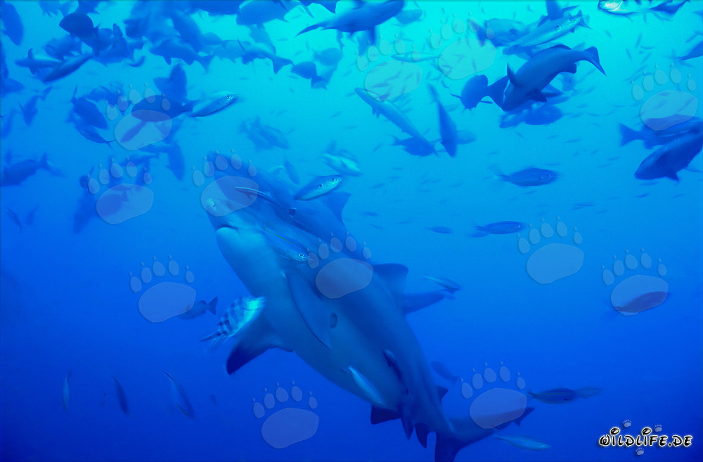 Dos majestuosos tiburones toro en la laguna de Beqa, Fiji
