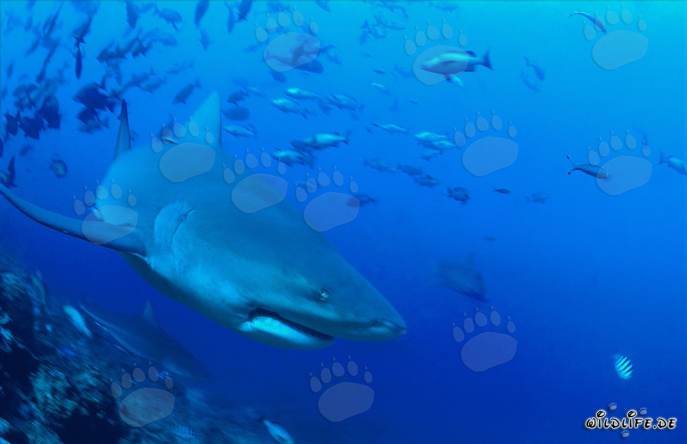 Imponente squalo toro nuota risolutamente verso l'oceano aperto