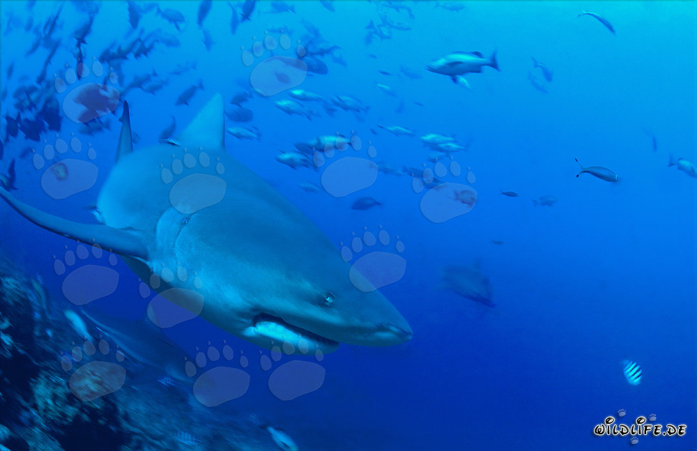Impressive bull shark swimming purposefully towards the open sea