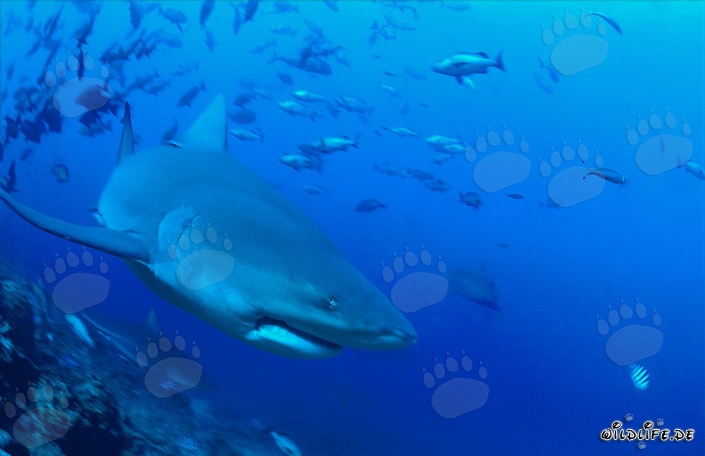 Impresionante tiburón toro nada decididamente hacia el mar abierto