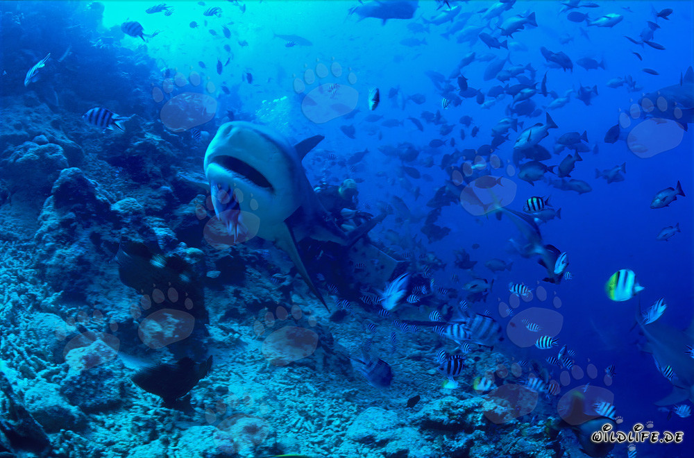 Fascinating Bull Shark with Slightly Open Mouth