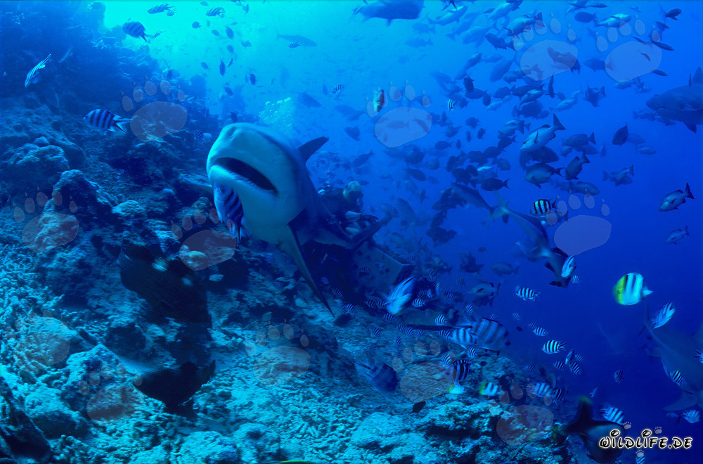 Requin taureau fascinant avec la bouche légèrement ouverte