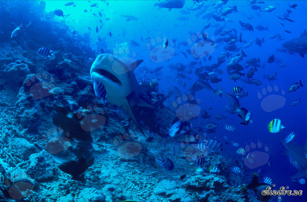 Affascinante squalo toro con la bocca leggermente aperta