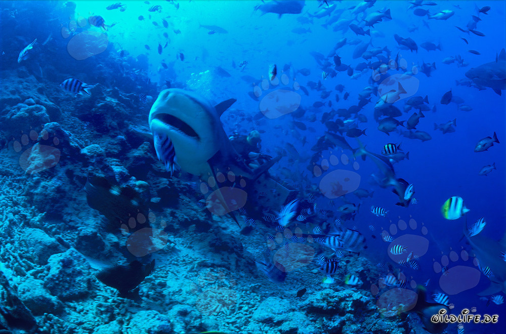Fascinante tiburón toro con la boca ligeramente abierta
